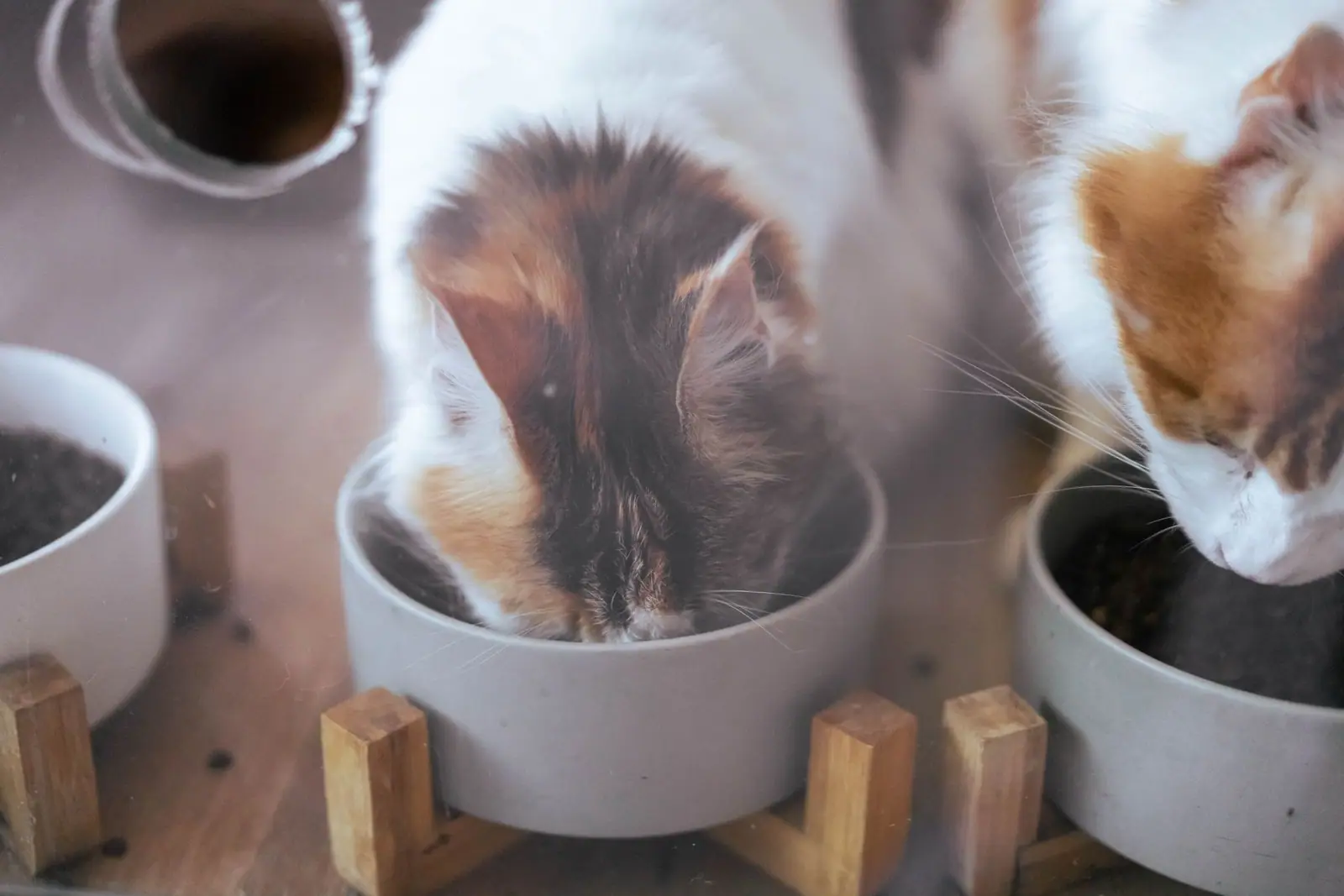 Two cats eating from separate gray bowls on a wooden feeding stand