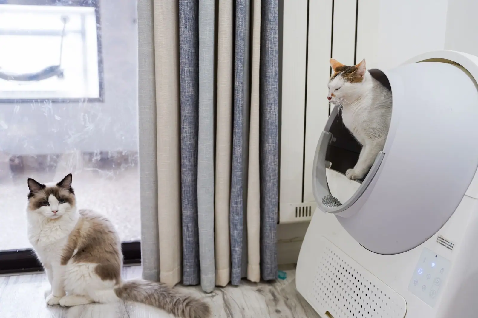 Two cats beside a white automatic litter box near a curtained window