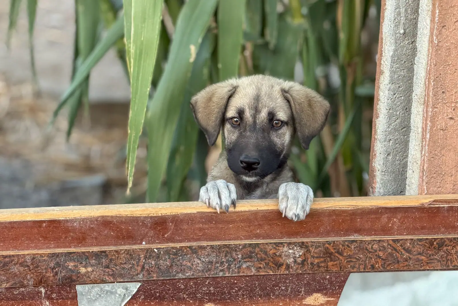 A dog resting its front paws on a window ledge looking out