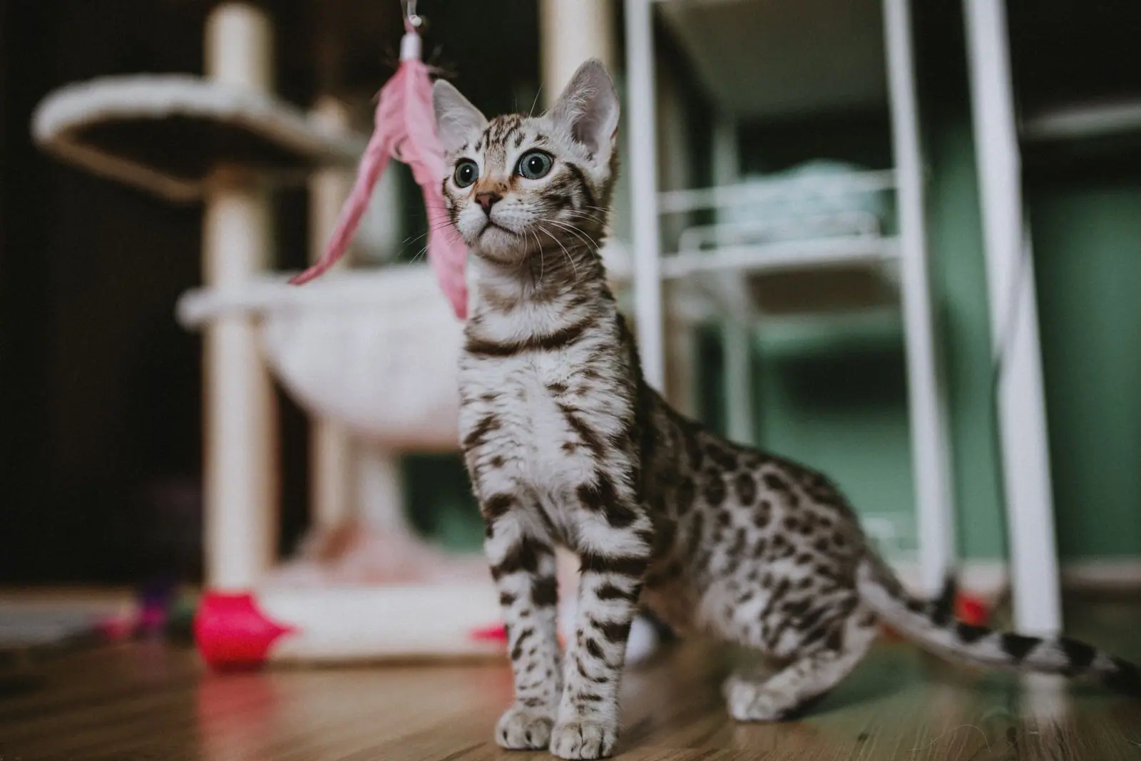 A spotted kitten looking up at a pink feather toy