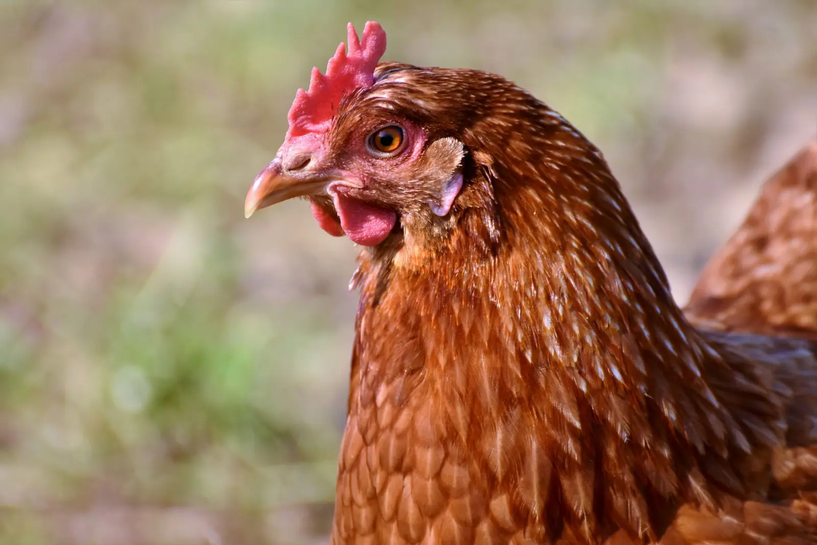 A close view of a red-brown hen