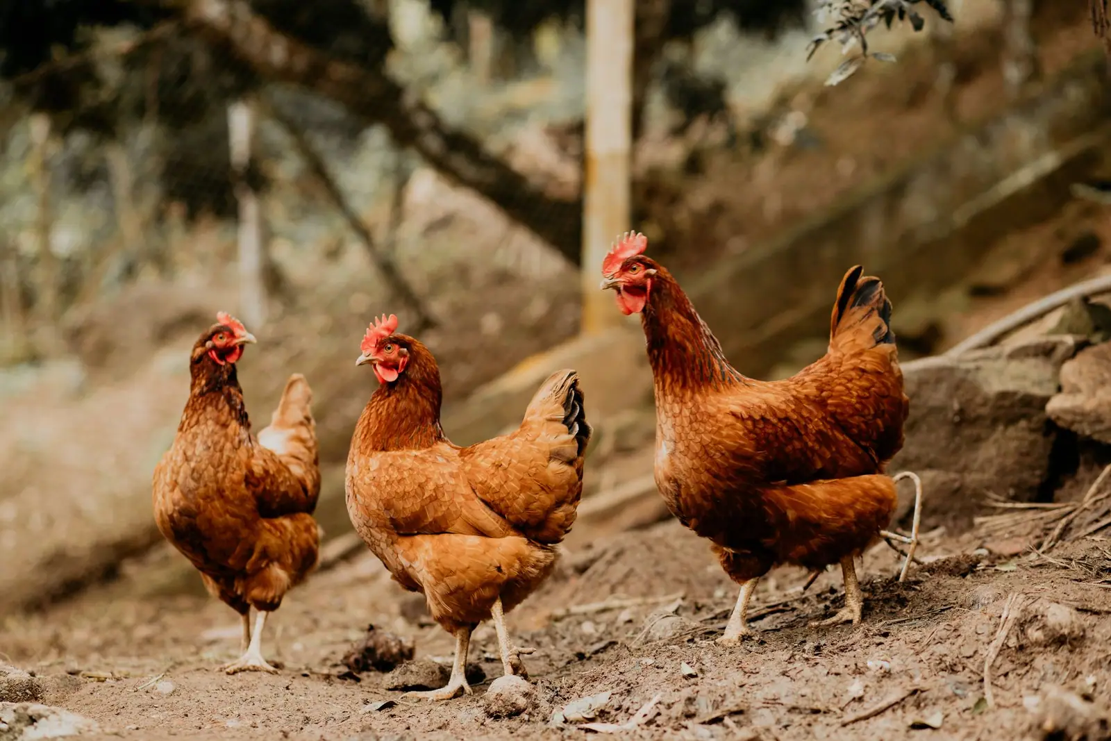 Three brown hens walking on bare ground