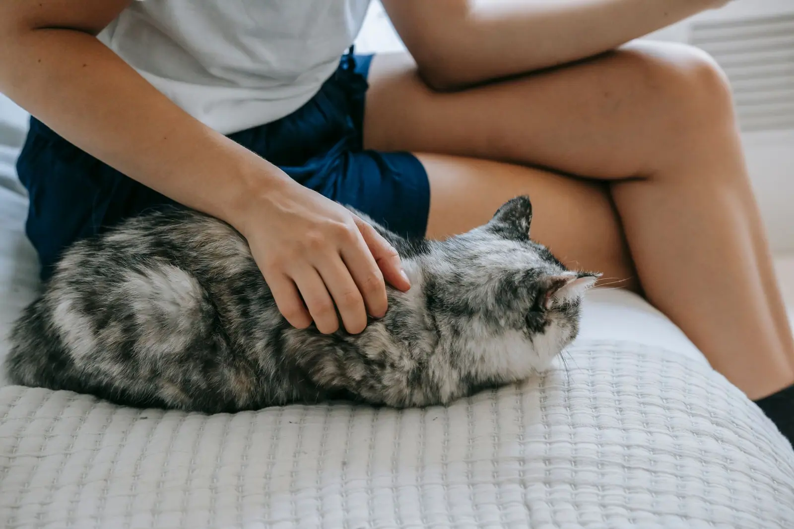 A seated person stroking a gray cat lying on a bed