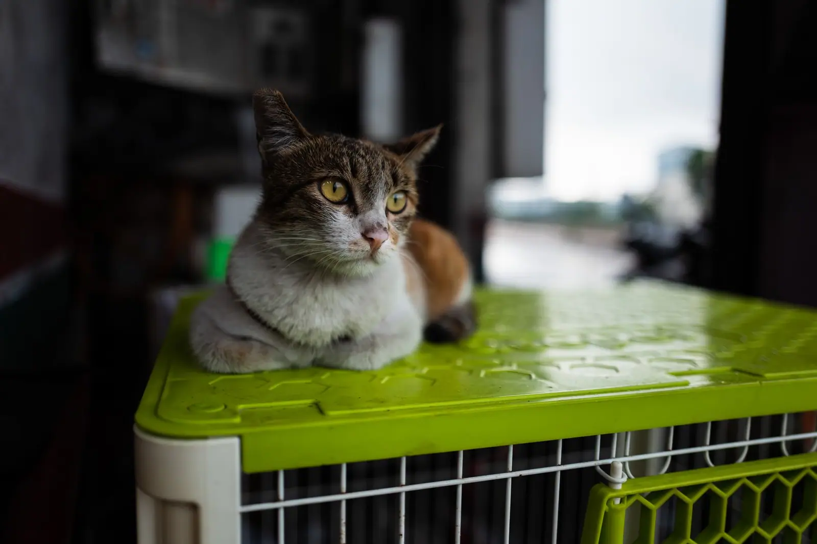 A tabby cat sitting on the green top of a hard carrier with a metal front door