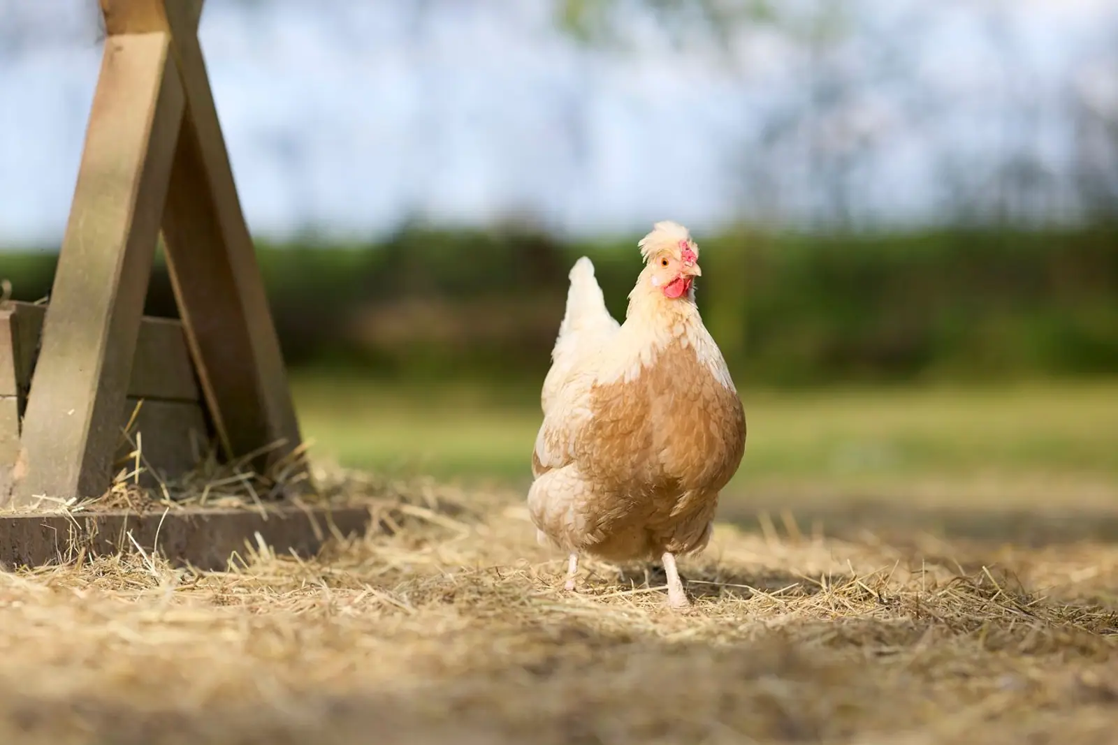 A pale crested hen standing outdoors beside a wooden structure