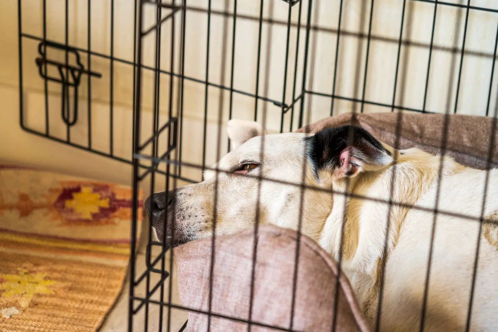 A dog resting inside a wire crate with the door standing open