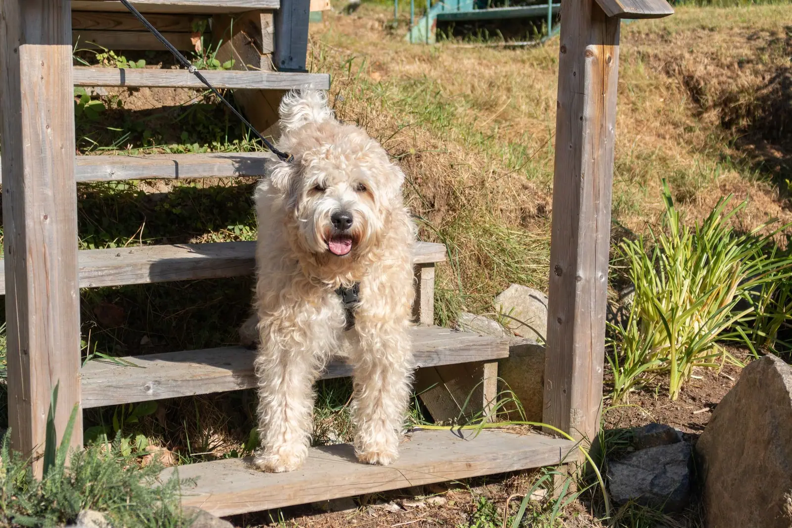 A shaggy tan terrier resting on wooden outdoor steps
