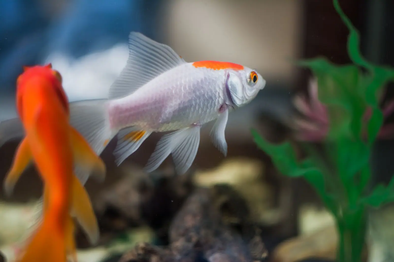 Two goldfish, one orange and one white, swimming in a planted tank