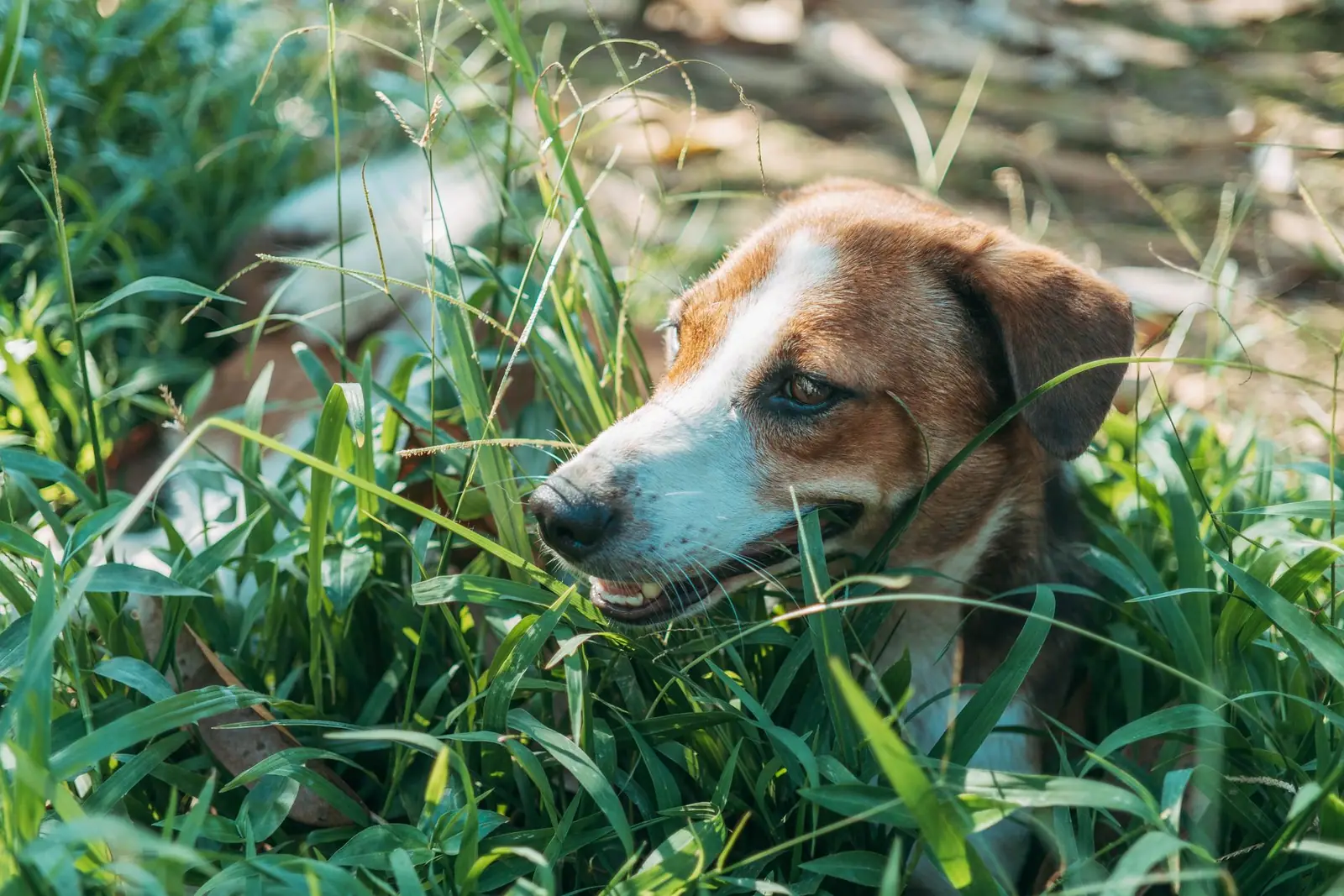 A dog lying in long green grass with its head down