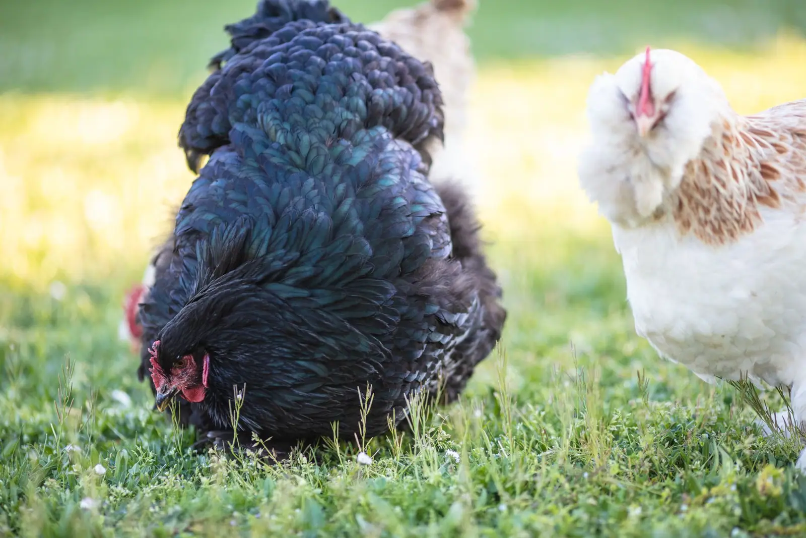 A black hen and a white hen foraging in grass