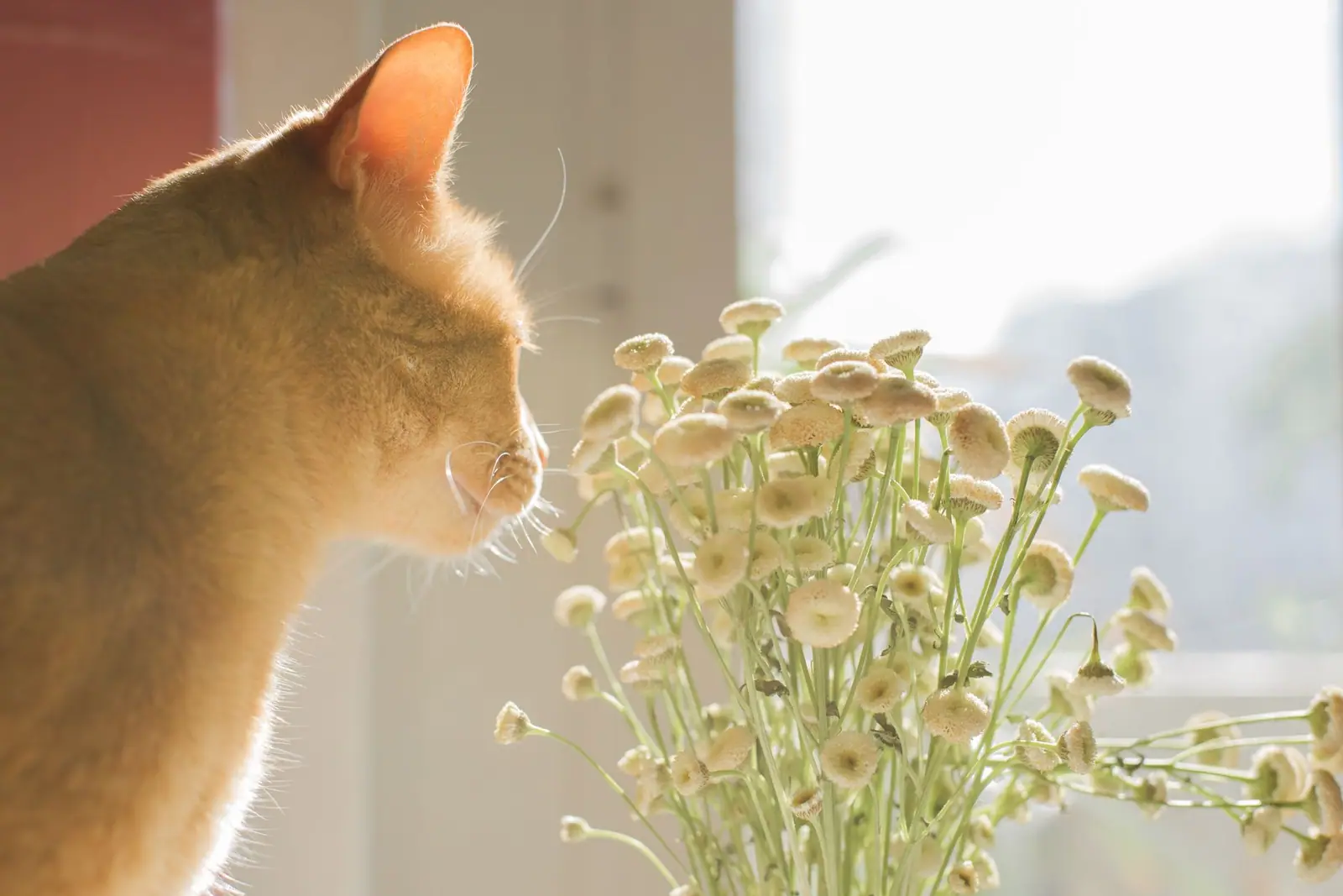 A cat sniffing a vase of small cream flowers