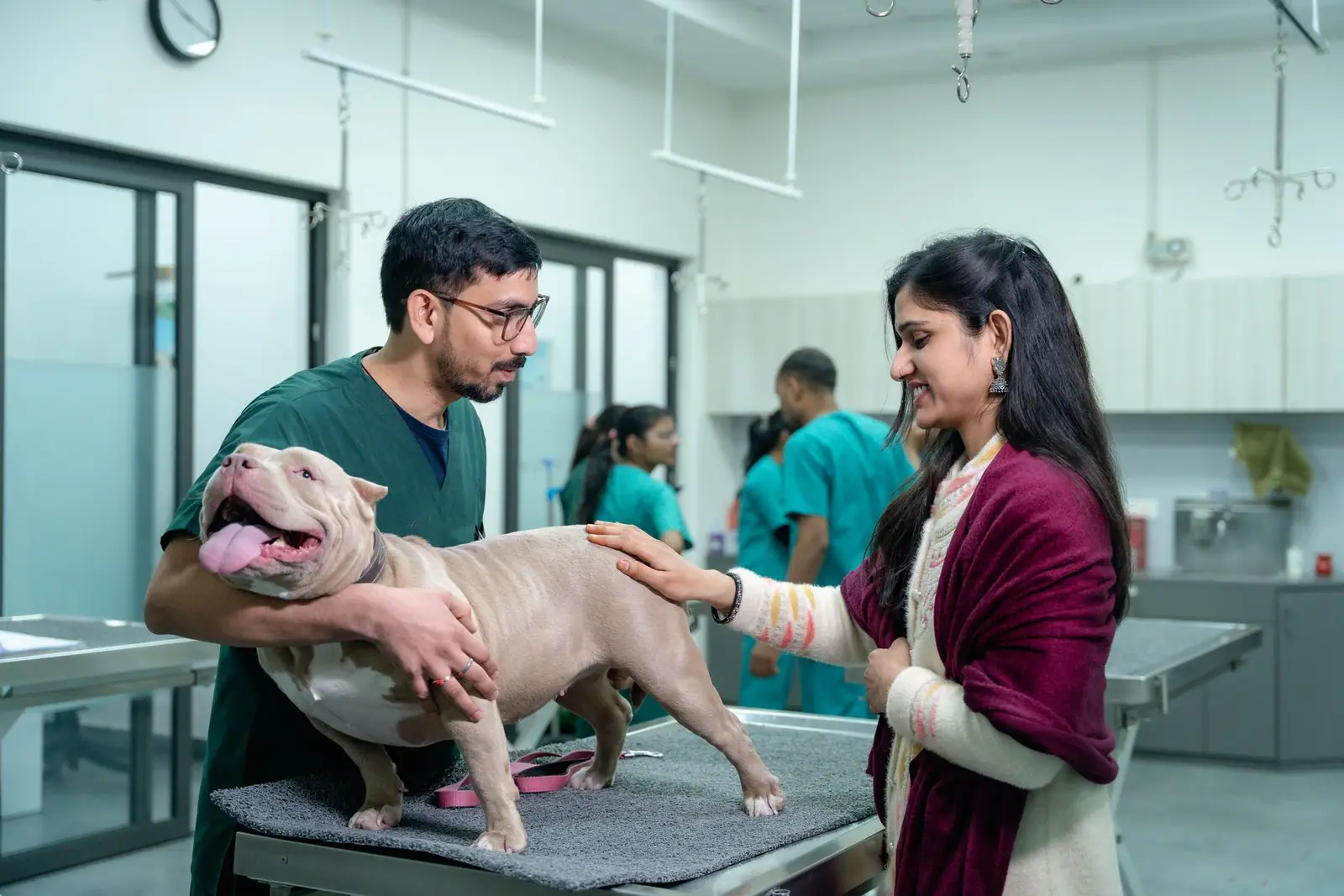 A veterinarian and an owner standing either side of a bulldog on an examination table