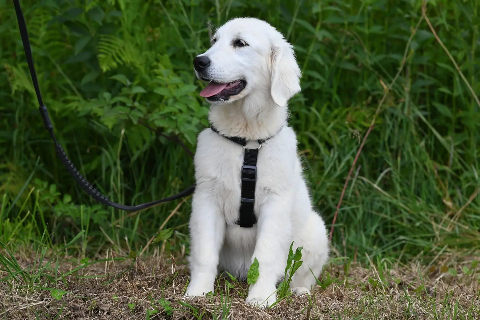 A golden retriever puppy sitting on grass on a lead