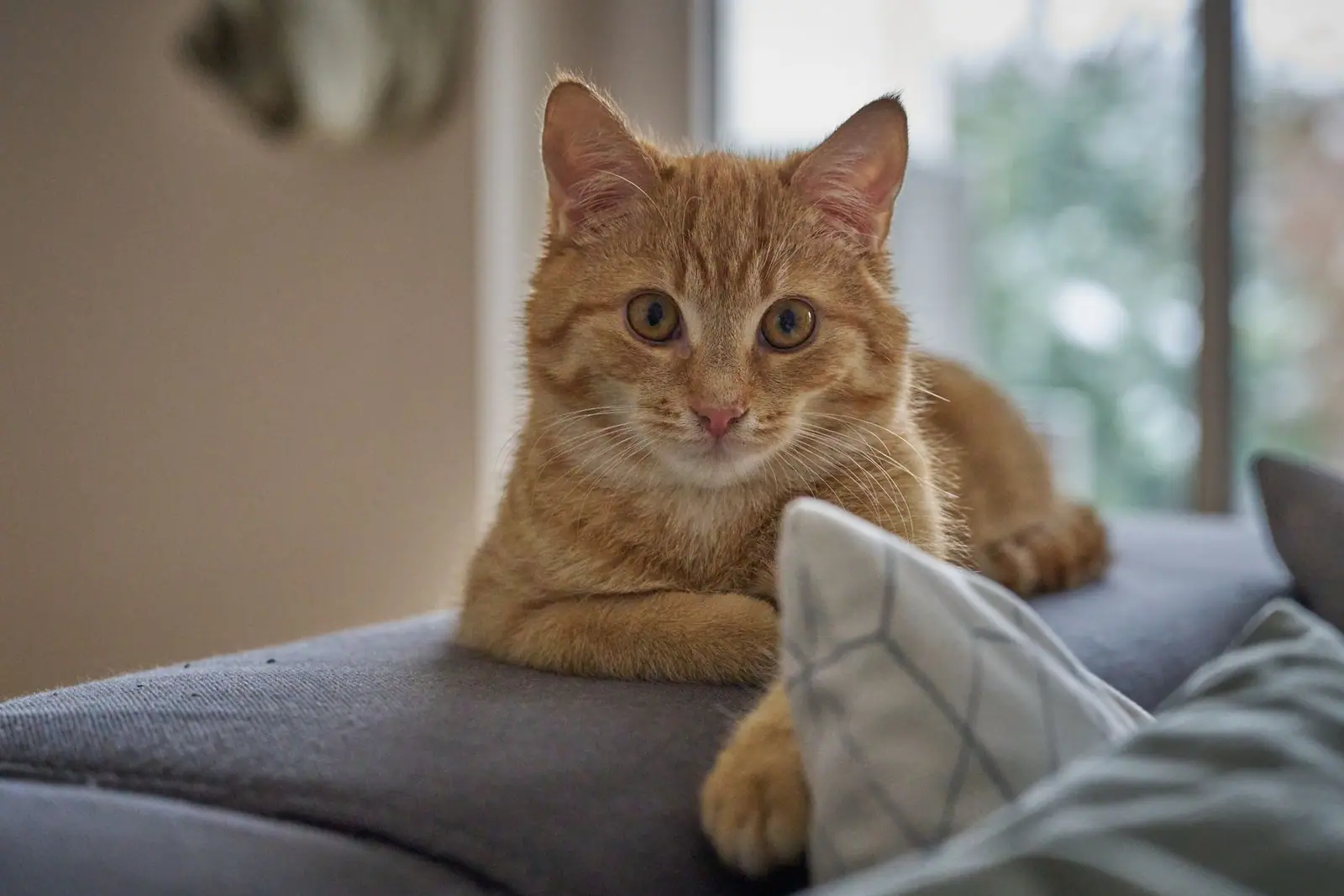 An orange cat resting on a gray sofa beside a cushion