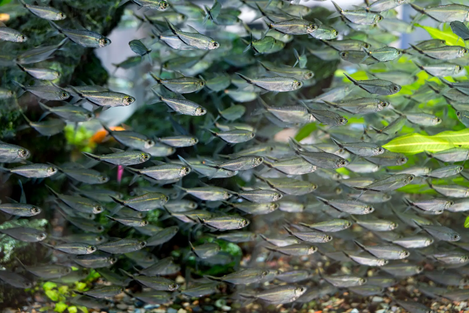 A dense school of small silver fish among aquarium plants