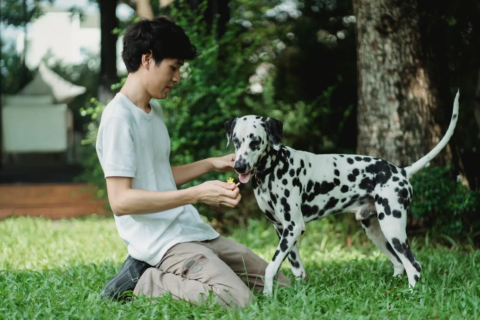 A person kneeling on grass playing with a Dalmatian