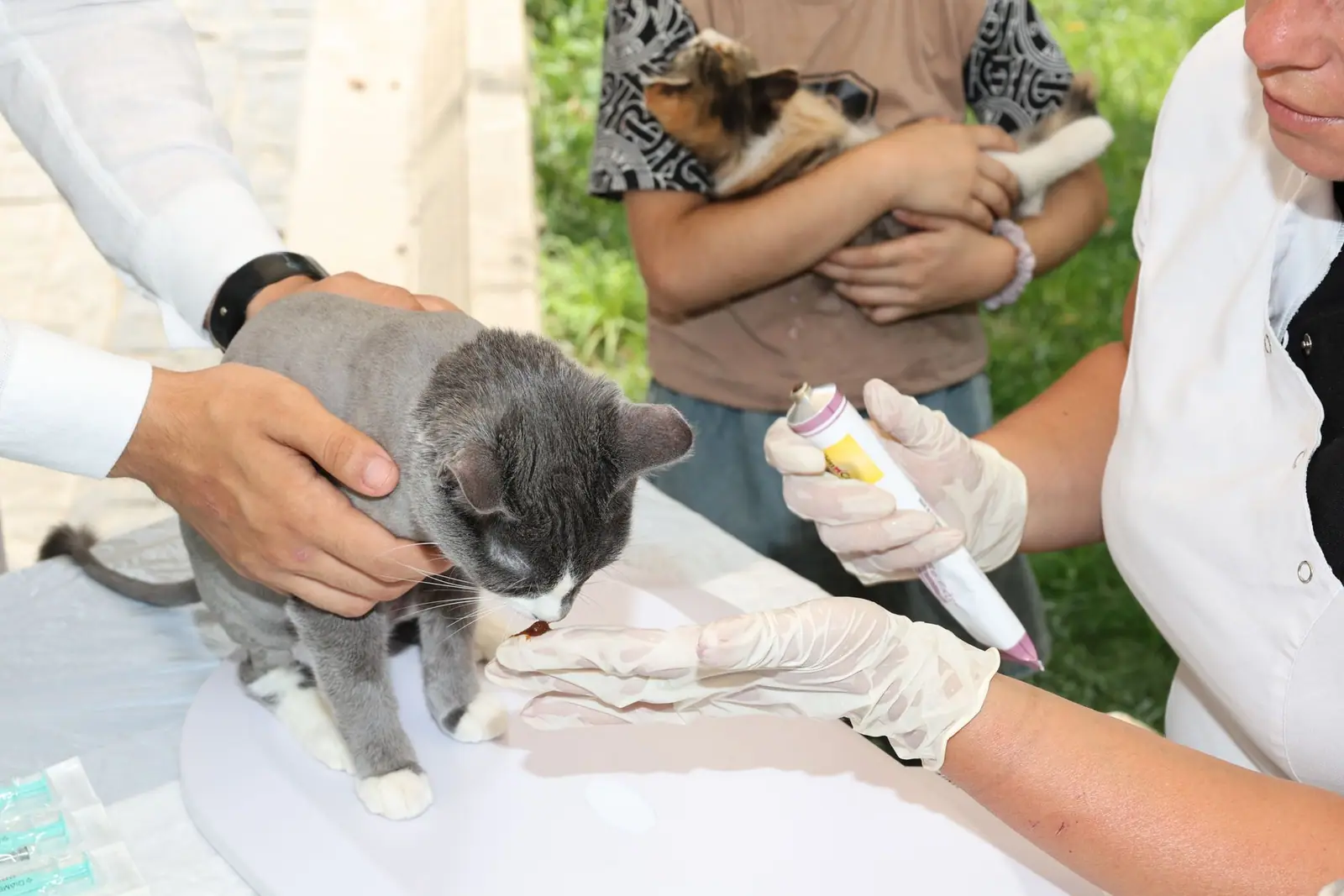 Gloved hands holding a gray cat during a veterinary check