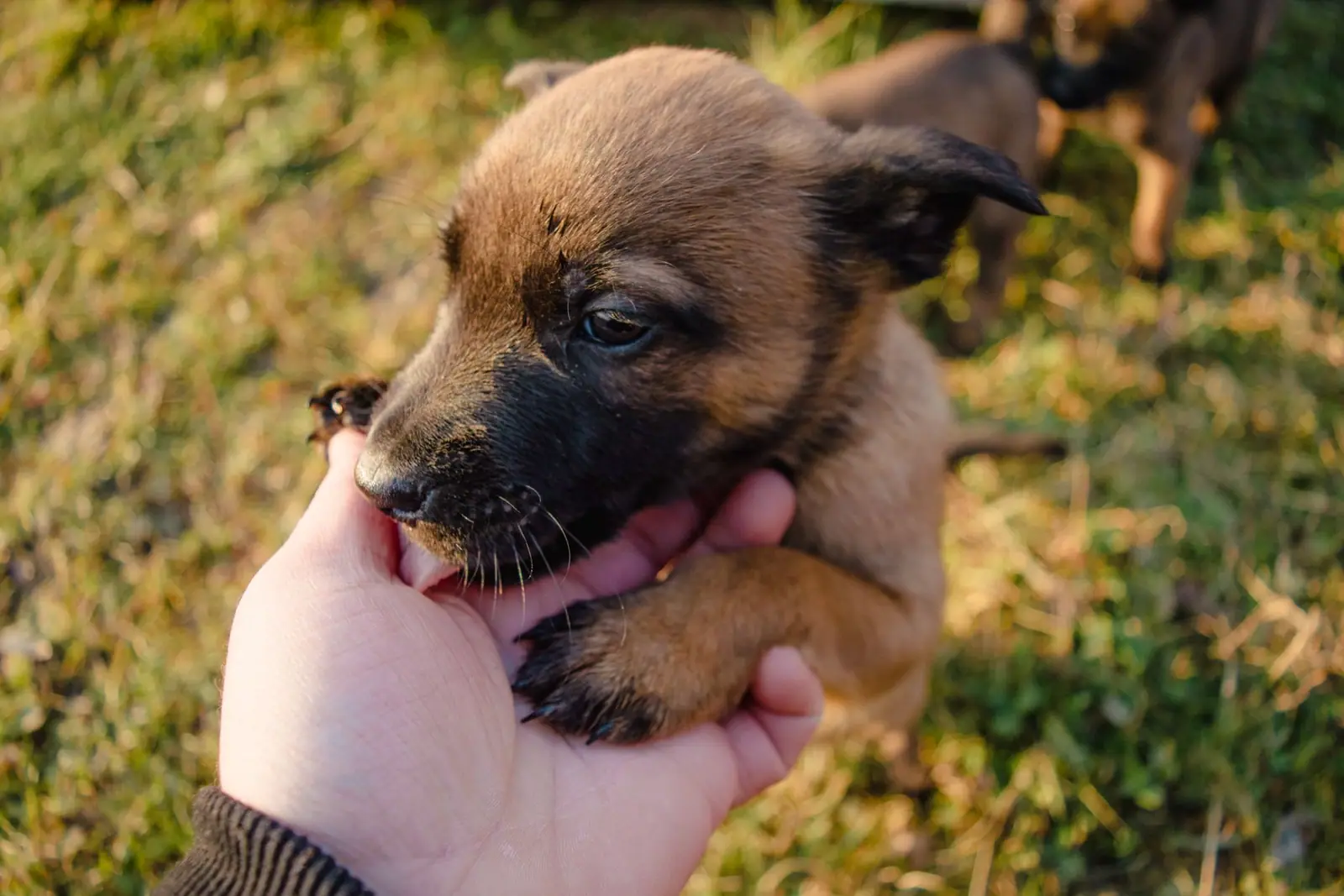 A very young brown puppy held gently in a hand outdoors