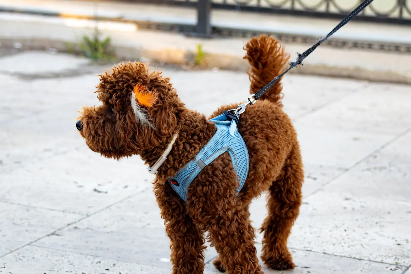 A brown poodle wearing a blue harness and leash on a paved surface